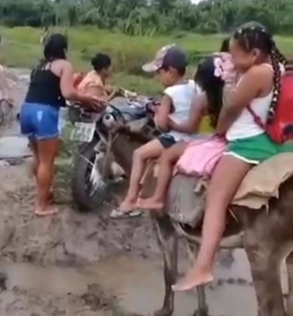 Jumento é usado no lugar de ônibus escolar no interior do Maranhão