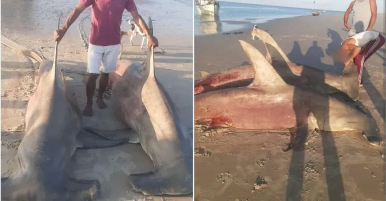 Tubarões martelo são capturados no litoral do Maranhão