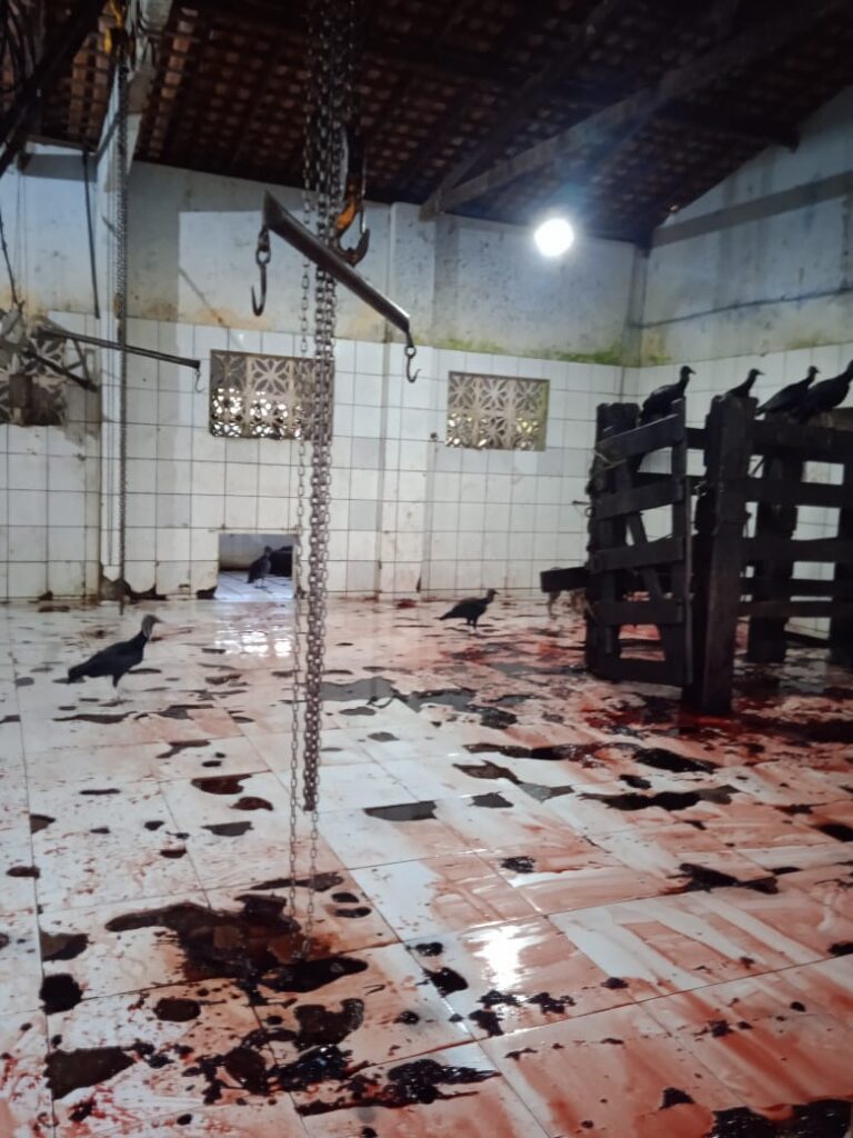 Urubus são flagrados no interior do matadouro de Viana onde são abatidos animais para consumo humano