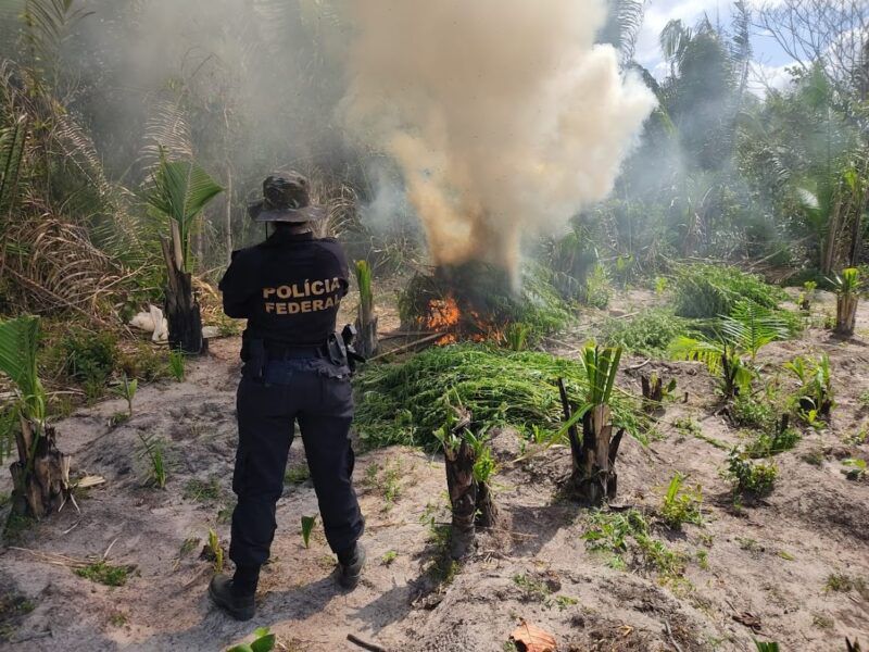 Polícia Federal descobre 15 mil pés de maconha em Centro Novo do Maranhão