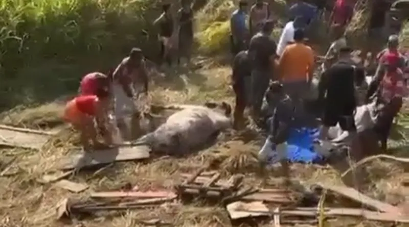 Caminhão de bois tomba e moradores saqueiam a carga em Bom Jesus das Selvas no Maranhão