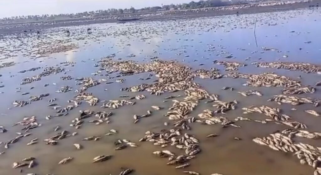 Milhares de peixes morrem na Baixada Maranhense por falta de chuva