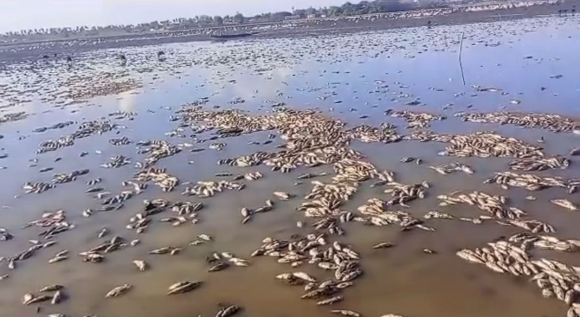 Milhares de peixes morrem na Baixada Maranhense por falta de chuva