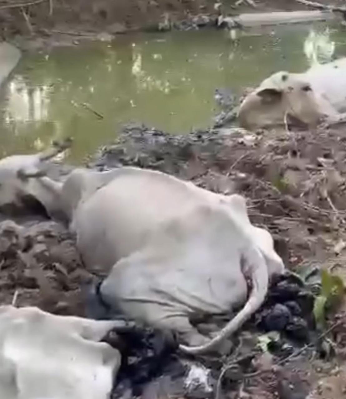 Com sede e falta de chuvas, rebanho fica atolado na lama no interior do Maranhão