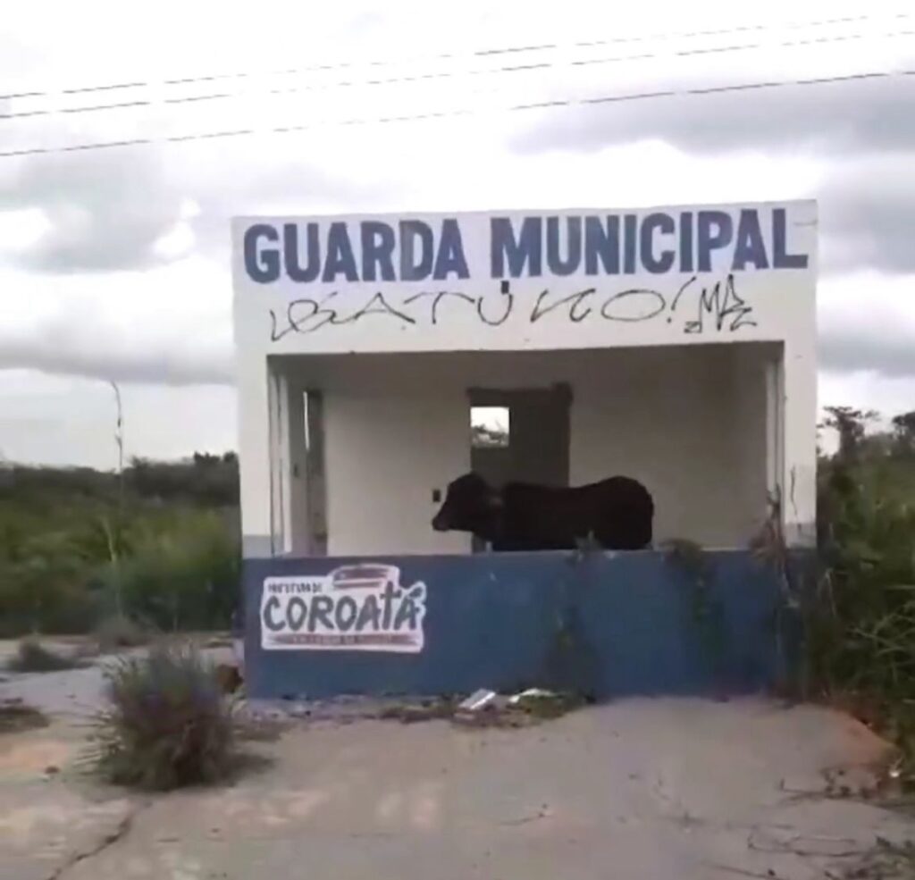 VÍDEO: Base da Guarda Municipal de Coroatá vira curral para bois e vacas: “Novos seguranças”, diz morador
