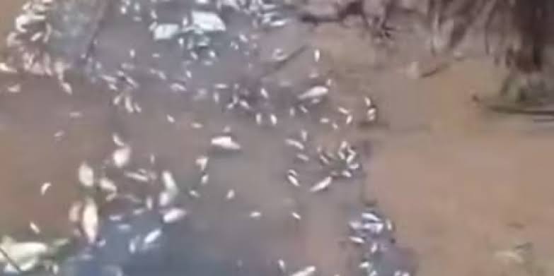 Dezenas de peixes morrem após aplicação de agrotóxico em rio em Pedro do Rosário no MA