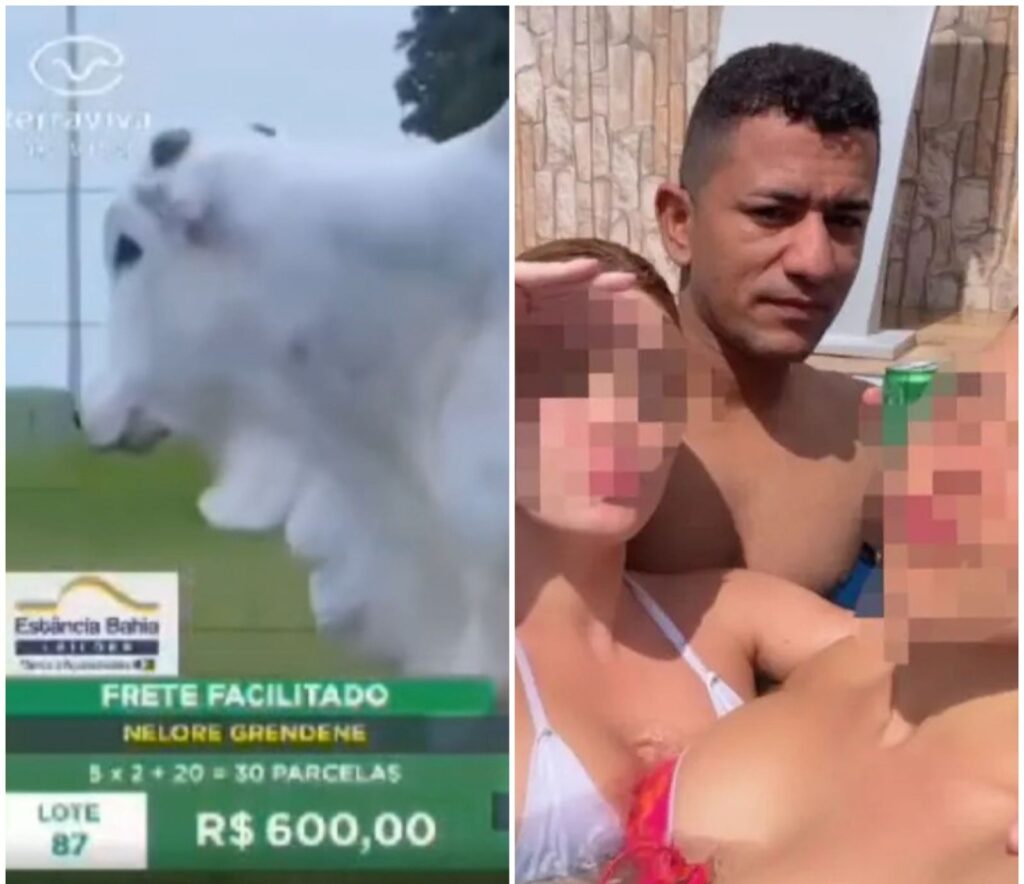 Presidente da Câmara de Alto Parnaíba no Maranhão compra boi em leilão na TV por quase R$ 20 mil