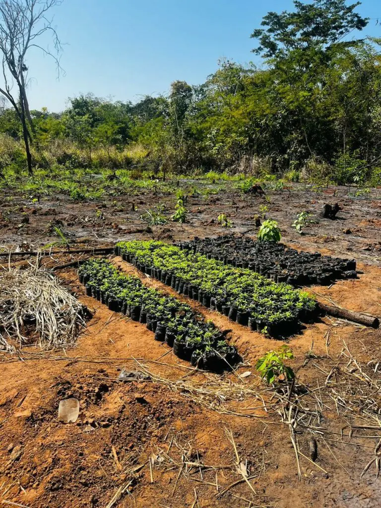 Nova operação da PF erradica mais de 7 mil pés de maconha em terras indígenas em Grajaú