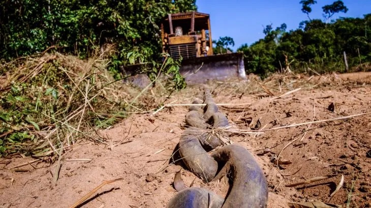 Duas pessoas são condenadas por desmatamento ilegal no município de Jatobá no Maranhão