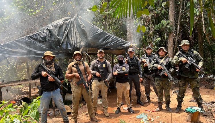 Polícia encontra roça com cerca de 22 mil pés de maconha em Bom Jardim no Maranhão