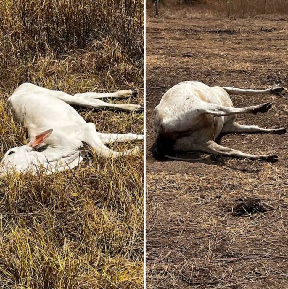 Mais de 100 vacas são envenenadas na fazenda de Pedro Iran e crime pode ter motivação política em Carolina